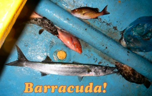 barracuda